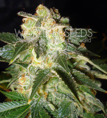 Pakistan Ryder single seeds