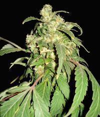 Pakistan Ryder seeds