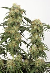 pamir gold marijuana seeds