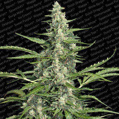 Pandora Automatic single seeds