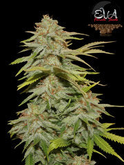 Papa's Candy single seeds