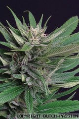 Perplex marijuana seeds