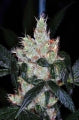 Graines de cannabis Pine Queen Haze