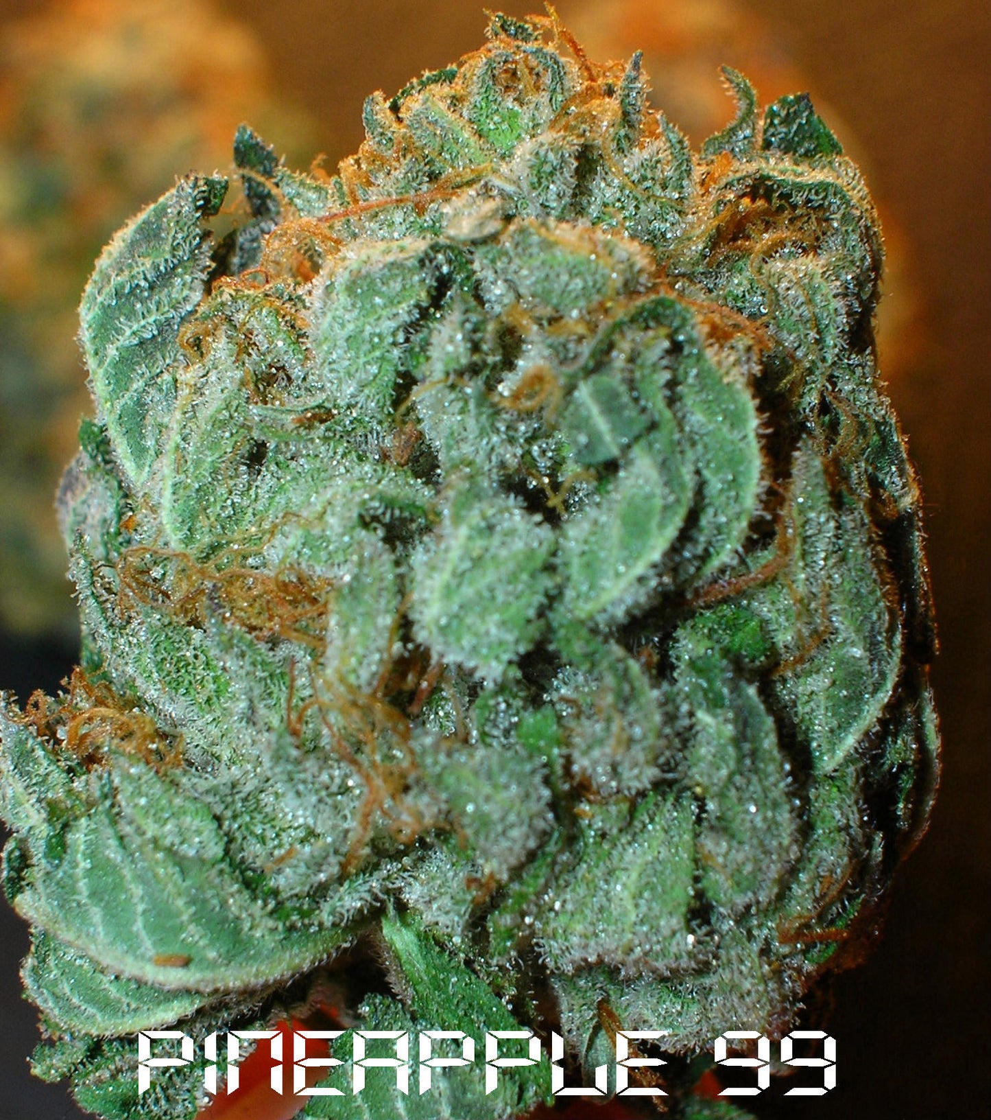 Pineapple 99 marijuana seeds