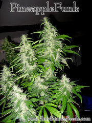Pineapple Funk canadian single seeds