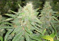 Platinum bubba seeds