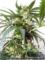 Polar light feminized single seed