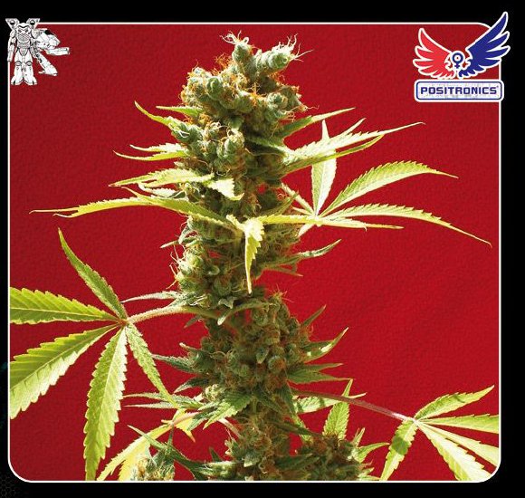 caramelice cannabis seeds