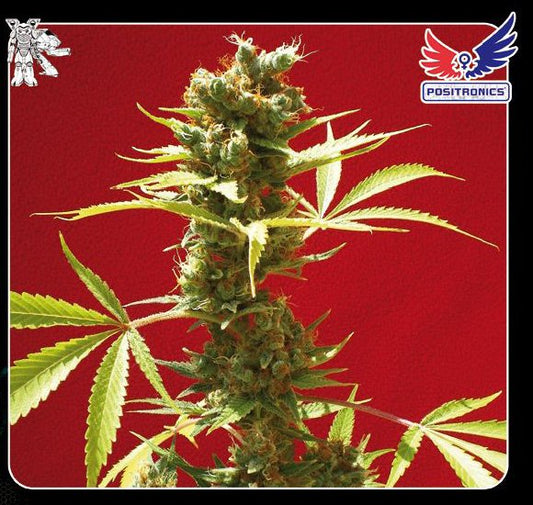caramelice cannabis seeds