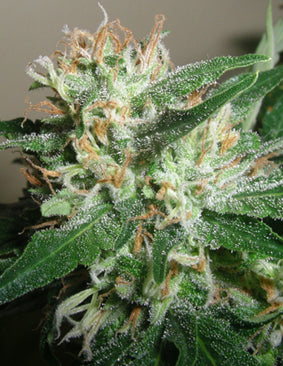Powdered peak marijuana seeds