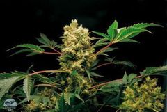 Power kush marijuana seed