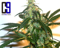 Power Plant seeds