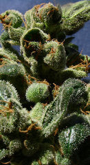 Power Skunk automatic seeds