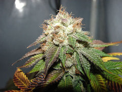 Pre-98 Bubba BX2 cannabis seeds