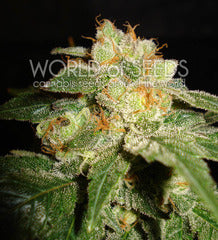Privilege marijuana single seed