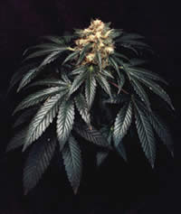 Pukka G12 feminized