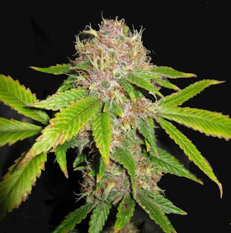 purple erkle marijuana seeds