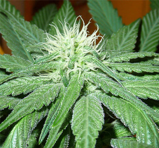 purple moonshine marijuana seeds