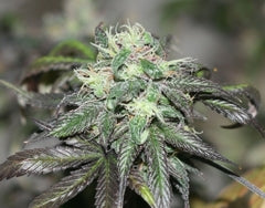 Purple Buddah single seeds