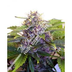 Graines de marijuana simples Purple Jems