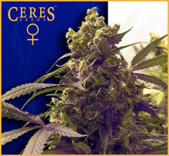Purple marijuana seeds