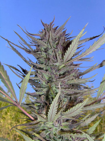 Purpurea Ticinensis marijuana seeds