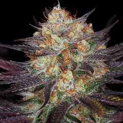 Querkle marijuana seeds