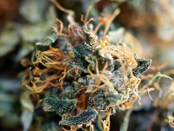 R4 high cbd marijuana seeds 10 seed pack