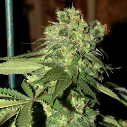 R.K.S. Feminised Cannabis Seeds