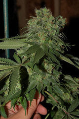 Graines simples de marijuana RKS