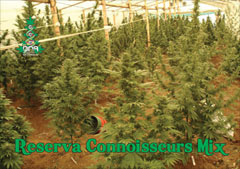 Connoisseurs Mix