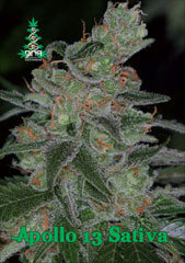 Apollo 13 Sativa