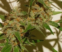 Ray's Choice single marijuana seeds