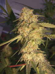 Recon single seeds
