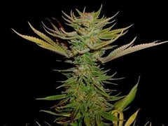 Reclining Buddah single seed