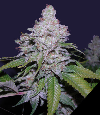 Red Cherry Berry marijuana seeds