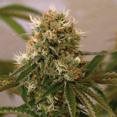 Red Cherry Berry single seeds