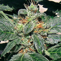 Red Diesel single seeds