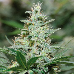 Machacar marijuana seed