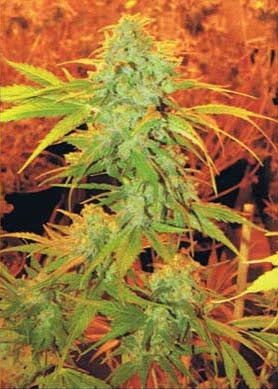 Critical Haze marijuana seeds