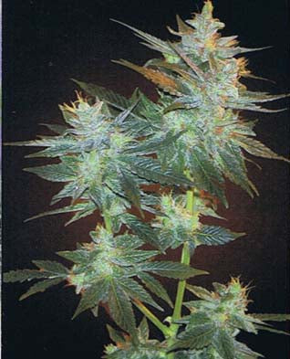 L.A. Ultra marijuana seeds