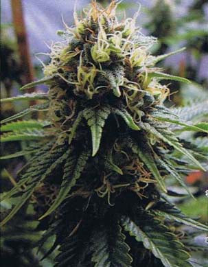 Yummy marijuana seeds