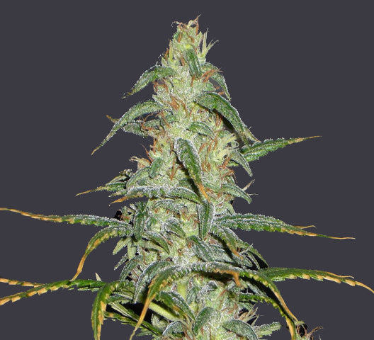 rhinos milk seeds