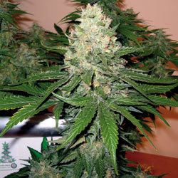 Rocklock feminised marijuana seeds