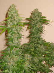 rocklock marijuana single seeds
