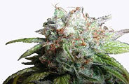 Romulan Diesel