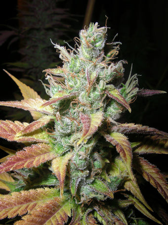 Romulan Diesel marijuana seeds