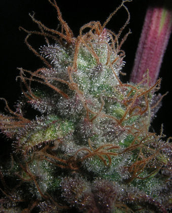 Romulan single marijuana seeds