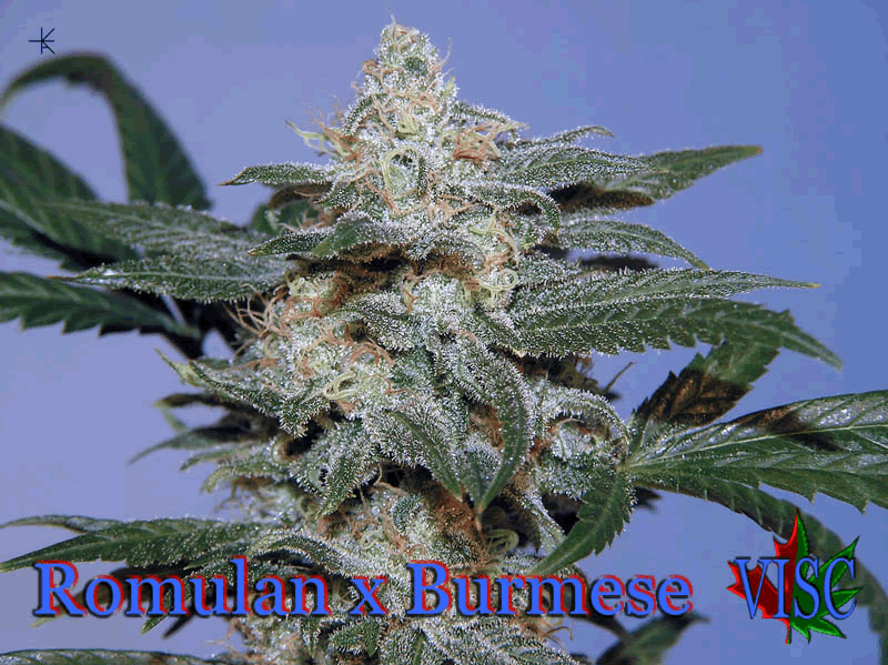 British Columbian