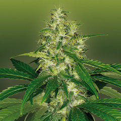 Royal Dutch Amnesia marijuana seeds